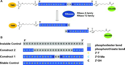 Design Of The Dual Labeled Rna Oligonucleotide A 23 Nucleotide Rna Download Scientific