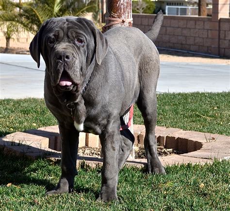 3 características físicas del mastín de napoles. Mastín Napolitano - Razas perros | Mascotas