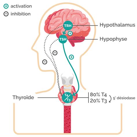 À Quoi Servent La Thyroïde Et Les Hormones Thyroïdiennes