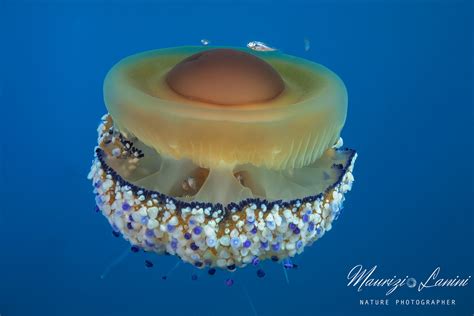 46,369 likes · 148 talking about this. Cassiopea mediterranea, Fried egg jellyfish | Cotylorhiza ...