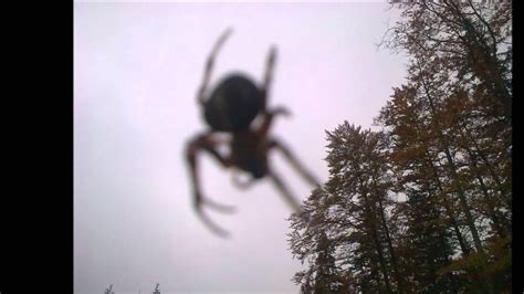 Giant Spider Illusion Youtube