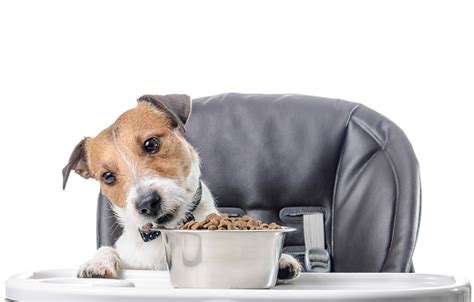 Dog Eating Dry Food Lunch From Bowl Stock Photo Download Image Now