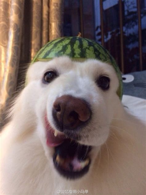 Watermelon Dog Meme Tere Fruit