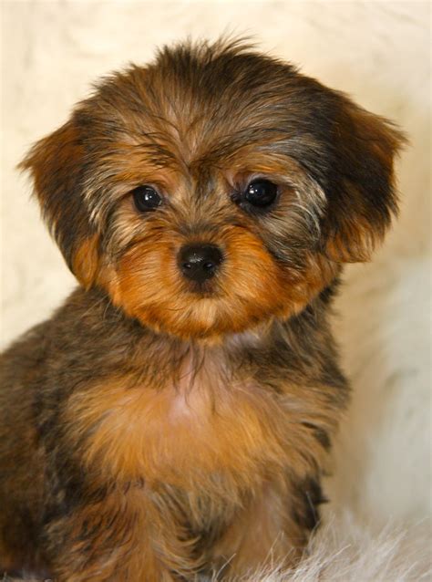 Black And White Yorkie Poo Puppy Pets Lovers