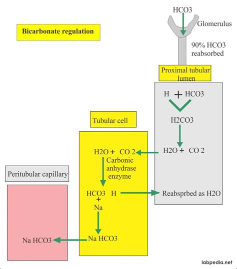 Bicarbonate Level Hco3 Acid Base Balance