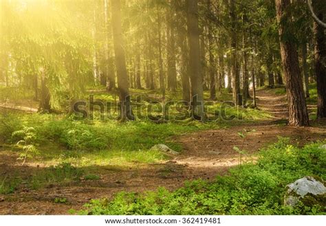 North Scandinavian Pine Sunny Forest Path Stock Photo Edit Now 362419481