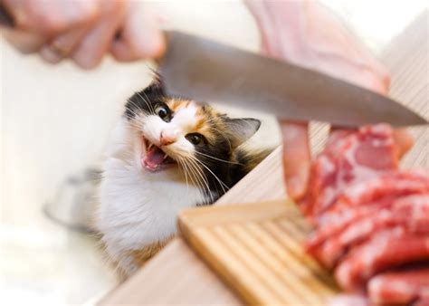 Keep reading to learn why your cat may enjoy blueberries. Can my cat be at risk from salmonella? - Purrform