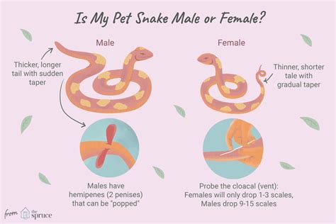 How To Determine A Snakes Sex