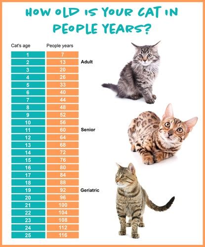 The Longest Life Expectancy Average Lifespan Of A Domestic Cat