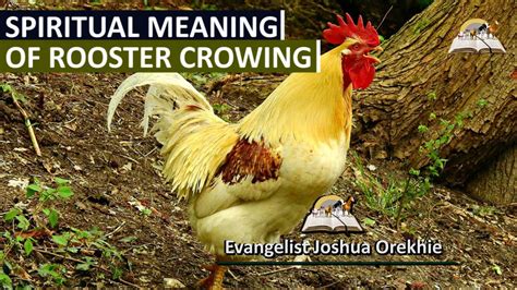 Spiritual Meaning Of Rooster Crowing Symbolism And Superstition Youtube