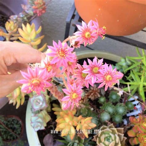 18 Popular Flowering Succulents With Pictures Succulent Plant Care