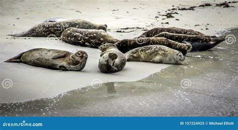 Common Harbor Seal Stock Image Image Of Blubber Pinepped 157224925