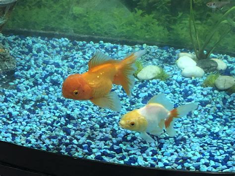 Finally Got A Couple Of Ranchu Goldfish Orange One Is Named Monstro
