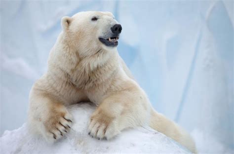 Medvěd Lední Co Jste Možná Nevěděli O Huňatém Králi Arktidy 1001