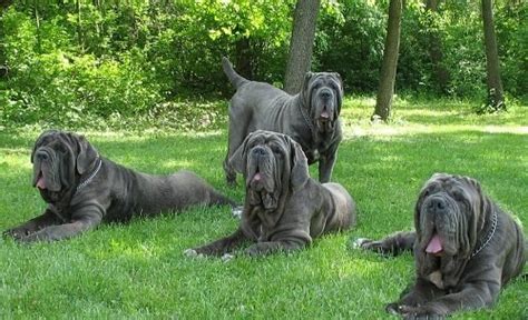 Top 12 Biggest Dog Breeds In The World