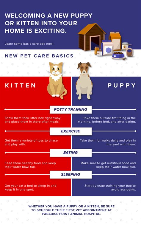 Veterinary Clinic Phoenix Pet Care Basics