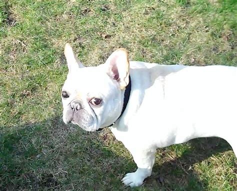 There are a number of reputable frenchie rescue organizations throughout the usa. chino | FBLCR French Bulldog Last Chance Rescue | Flickr