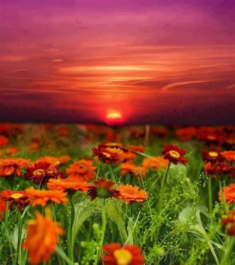 Flower Sunset Landscape Image Via Guns And Roses On Facebook At