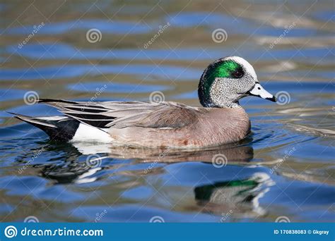Waterfowl Of Colorado Colorful American Wigeon Floating In A Pond