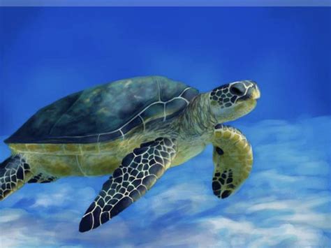 Sea Turtle Earth Sciences Quiz Quizizz