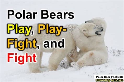 Polar Bear Facts 10 Interesting Facts About Polar Bears Interesting