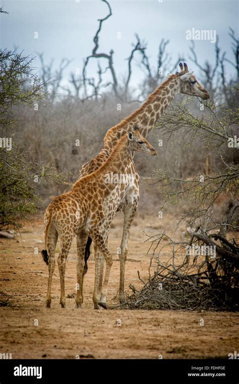 Baby Giraffe High Resolution Stock Photography And Images Alamy