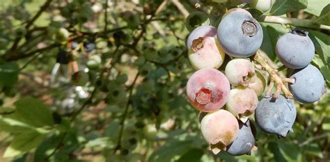 Top 8 Low Maintenance Fruit Trees Australia