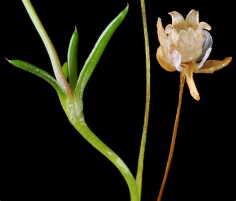 Sagina Decumbens Trailing Pearlwort Go Botany