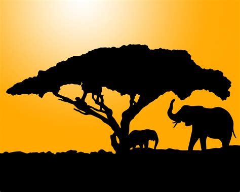 Elephant Silhouette At Sunset Free Stock Photo Public Domain Pictures