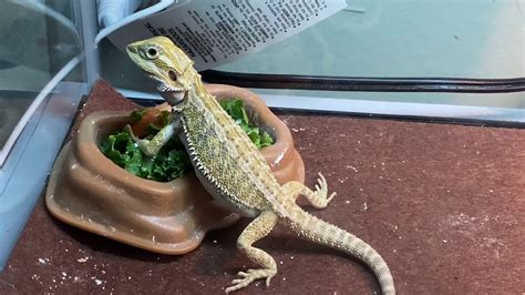 Introducing Greens To My Bearded Dragon Youtube