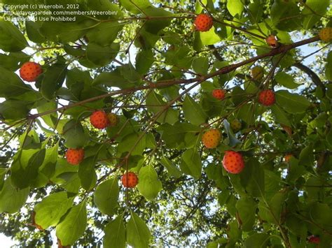 Beside this, is dogwood fruit poisonous? PlantFiles Pictures: Kousa Dogwood, Chinese Dogwood ...
