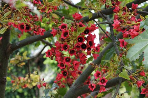 Brachychiton Planter Et Cultiver Ooreka