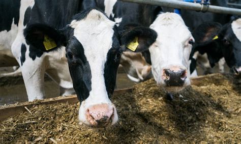 Siete principios básicos para la alimentación de vacas lecheras en invierno Diario Lechero