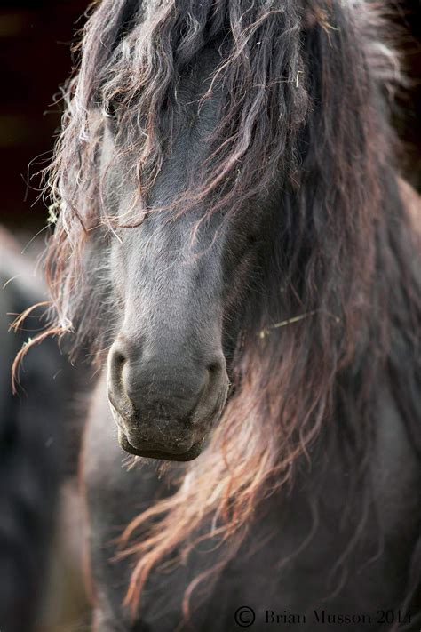 Love Friesians ️ Pretty Horses Horses Horse Love