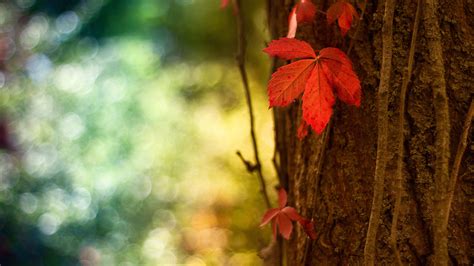 Wallpaper Red Leaf Macro Blurred Background 2560x1600 Hd Picture Image
