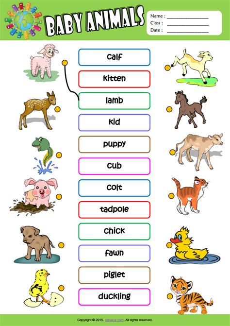 Baby Animals Esl Vocabulary Matching Exercise Worksheet For Kids