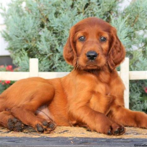 Irish Setter Puppies For Sale Dog Breed Profile Greenfield Puppies
