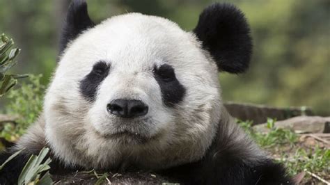Amazing News Giant Pandas Are No Longer An Endangered Species