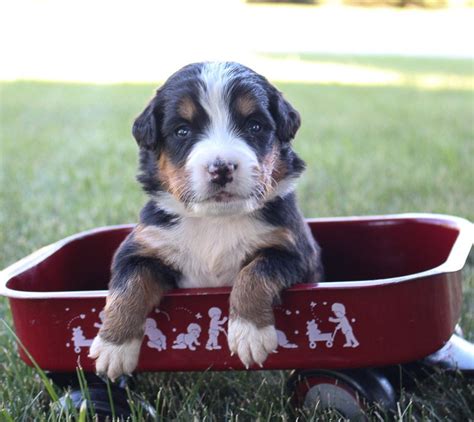 Bernese Mountain Dog Puppies For Sale Near Me