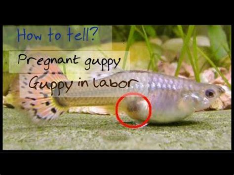 Jun 11, 2021 · like most pregnant creatures, female guppy fish will balloon in size as the pregnancy progresses. How to tell if your guppy is pregnant & how she give birth ...