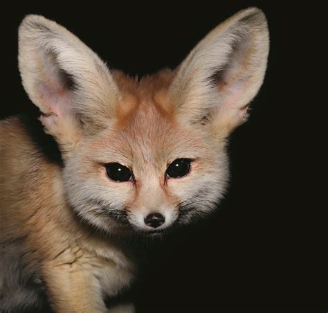 The Night Bunch Traer Scotts Photos Of Nocturnal Animals I Want To