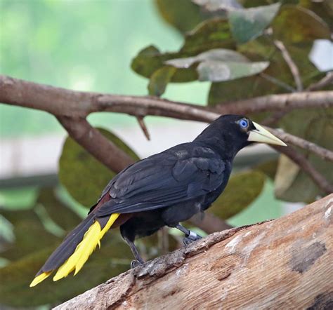 Pictures And Information On Crested Oropendola