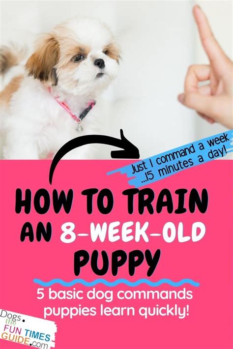 Dog Training Commands 101 How Do You Train An 8 Week Old Puppy To