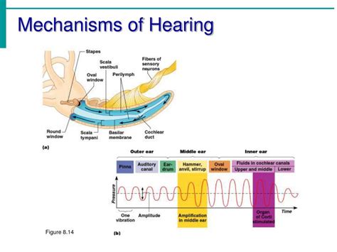 Ppt Chapter 8 Special Senses Hearing And Equilibrium Powerpoint