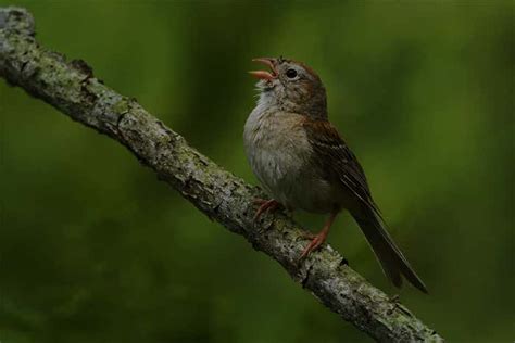 Secret Sexual Liaisons Explain Mystery Of Night Singing Birds New