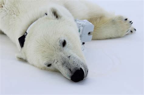 Climate Change Is Causing Polar Bears To Lose Too Much Weight