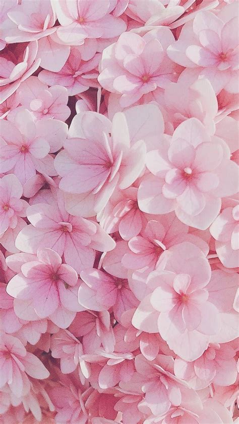 Pink Flower Phone Wallpapers Top Free Pink Flower Phone Backgrounds