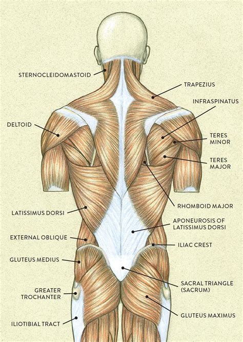 One way is to group them by their location on the anterior, lateral, and posterior regions of. MUSCLES OF THE TORSO—LATERAL VIEW