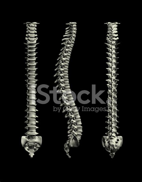 Human Spine Stock Photo Royalty Free Freeimages