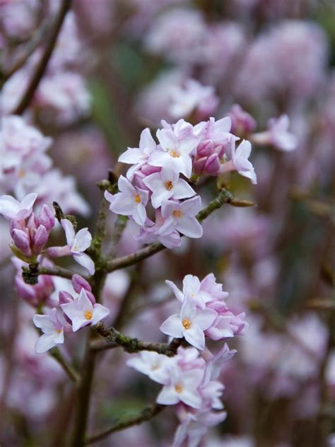 Discover The Winter Blooming Perennials And Shrubs That Will Brighten